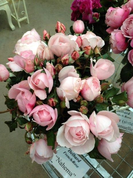Nahema-Rose - Famous roses