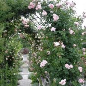 nahema1 - Famous roses