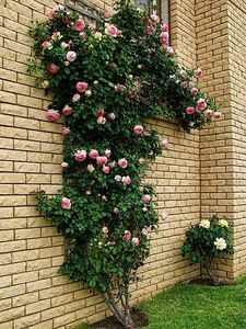 nahema - Famous roses