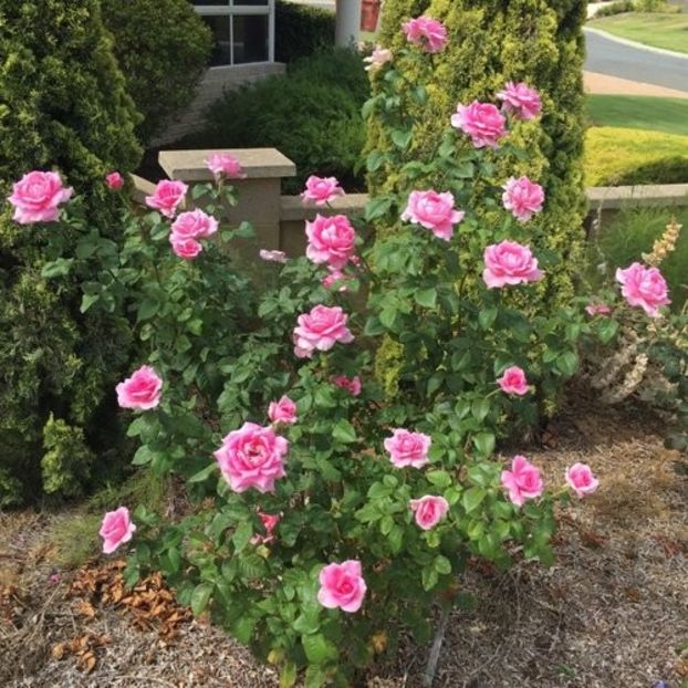YVES PIAGET climbing rose strong fragrance, h200 w 150cm - Famous roses