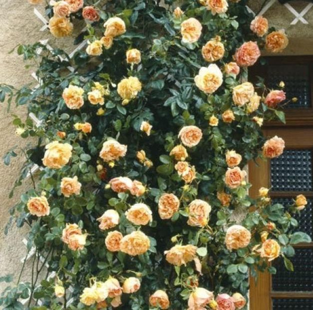 PAPI DELBARD - Famous roses
