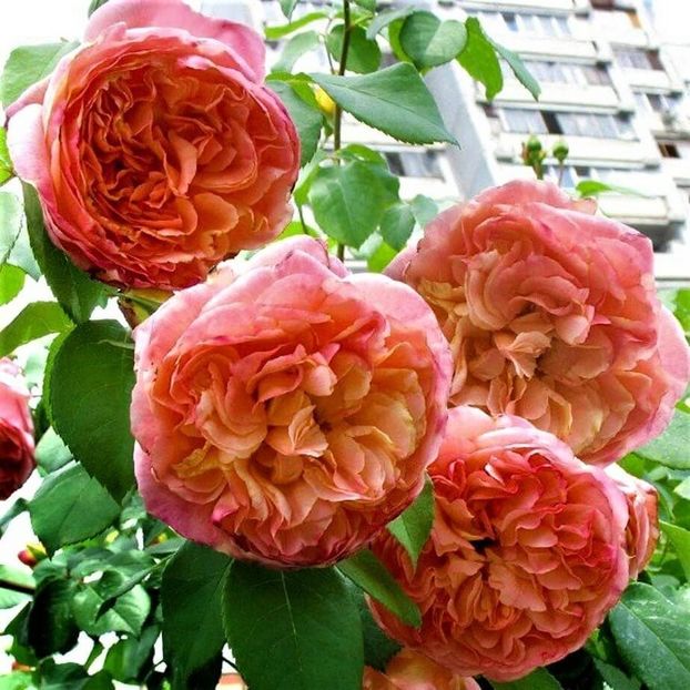 PAPI DELBARD h300cm w150cm, profume - Famous roses