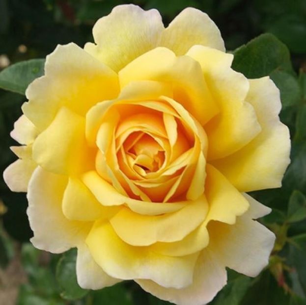 SOLEIL VERTICAL h300cm, w150cm 5medals, very resistent - Famous roses