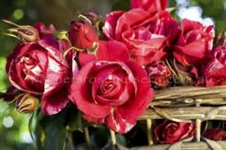 HENRI MATISSE Delbard 1993 fragrant  - Famous roses