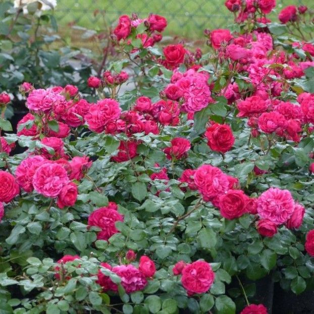 Red-Leonardo-da-Vinci parfumat - Famous roses