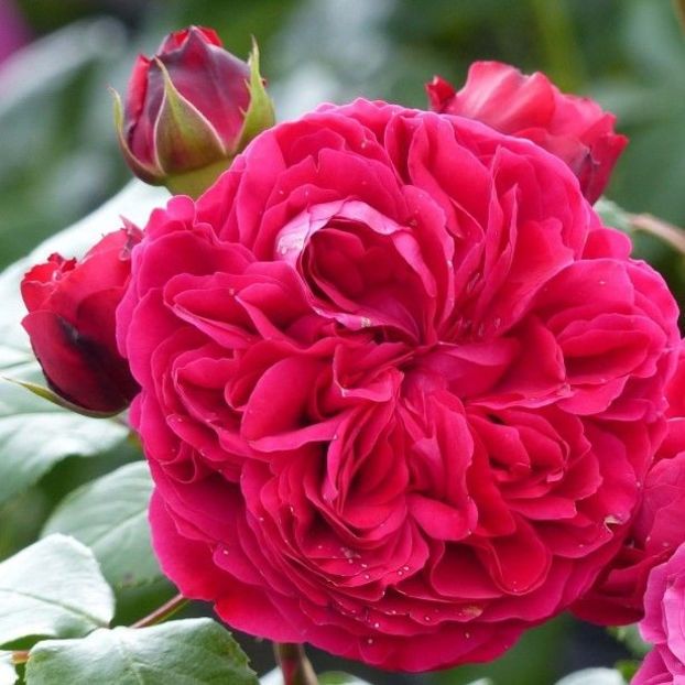 Red-Leonardo-da-Vinci-Meiangele florifer h70cm w60 - Famous roses
