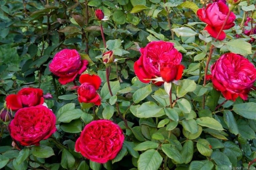 alain souchon - Famous roses
