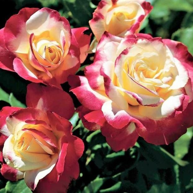 Double-Delight-h150cm w150cm - Famous roses