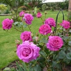 CHARTREUSE DE PARME - Famous roses