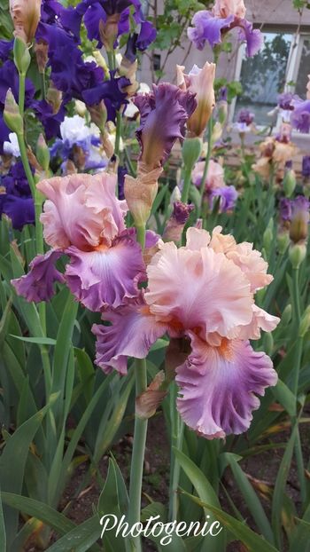 PicsArt_07-20-08.40.19 - Iris Photogenic