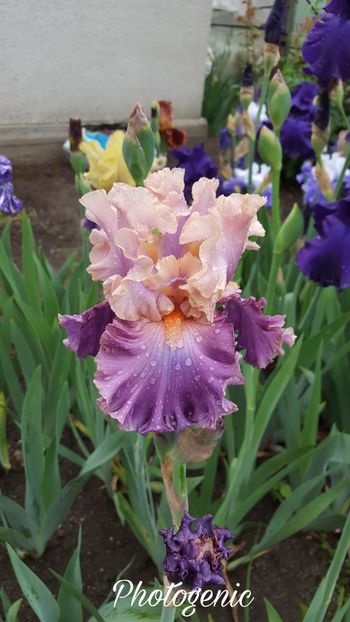 PicsArt_07-20-08.33.46 - Iris Photogenic