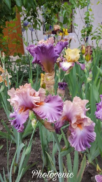 PicsArt_07-20-08.22.25 - Iris Photogenic