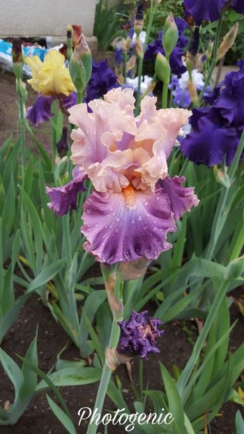 PicsArt_07-20-08.34.30 - Iris Photogenic