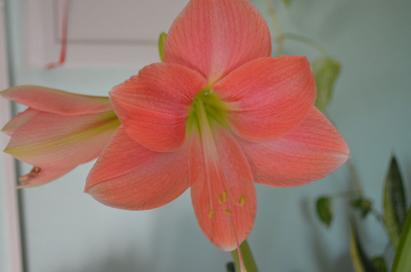  - dragostea  de natura