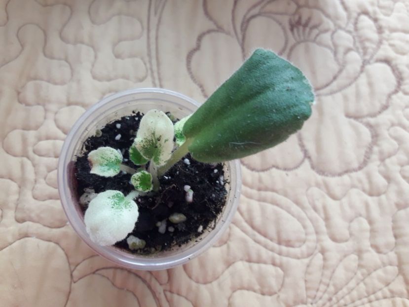  - Mac s Scarlet O Hara