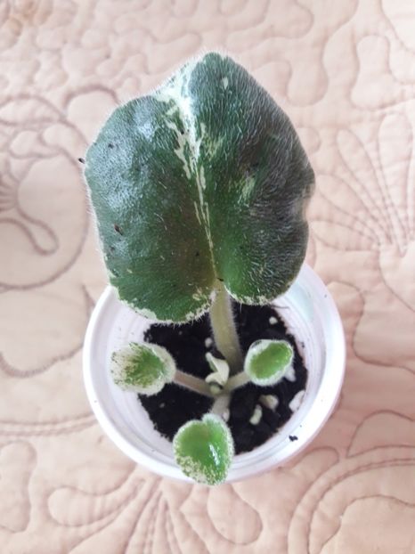  - Buckeye Saucy Iris