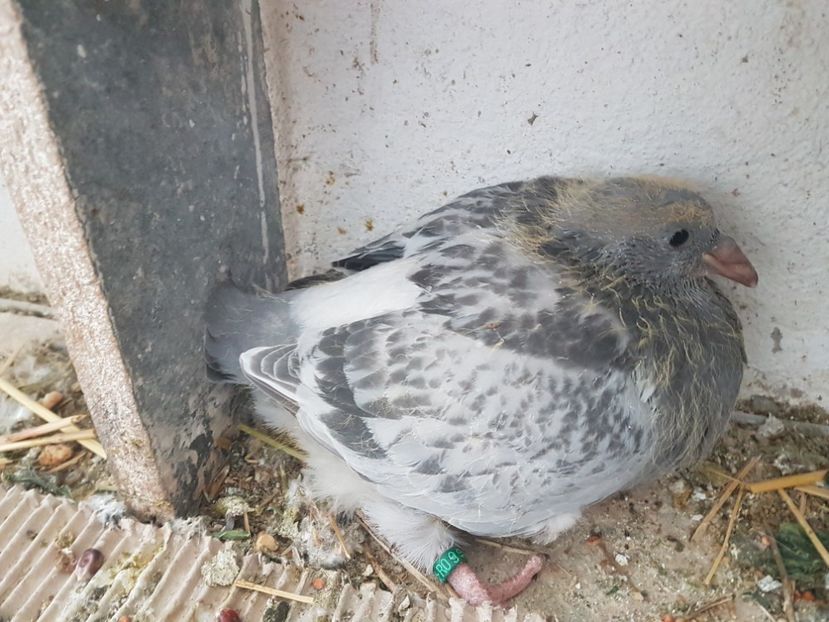  - 0 -Primii pui 3 aprilie 2019