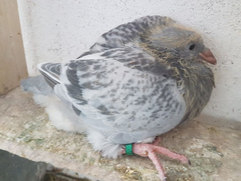  - 0 -Primii pui 3 aprilie 2019