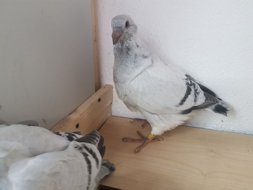  - 0 -Primii pui 3 aprilie 2019