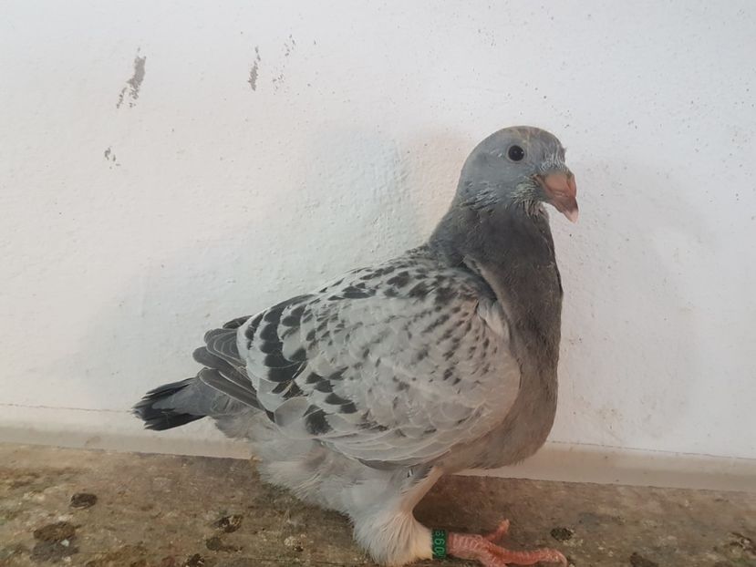  - 0 -Primii pui 3 aprilie 2019