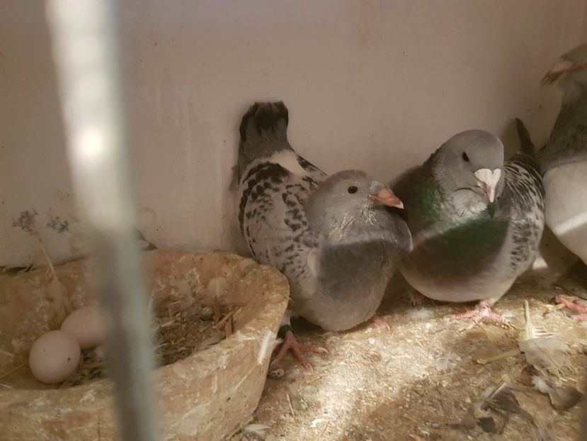  - 0 -Primii pui 3 aprilie 2019