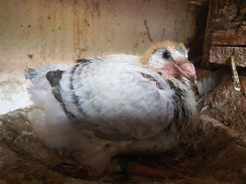  - 0 -Primii pui 3 aprilie 2019