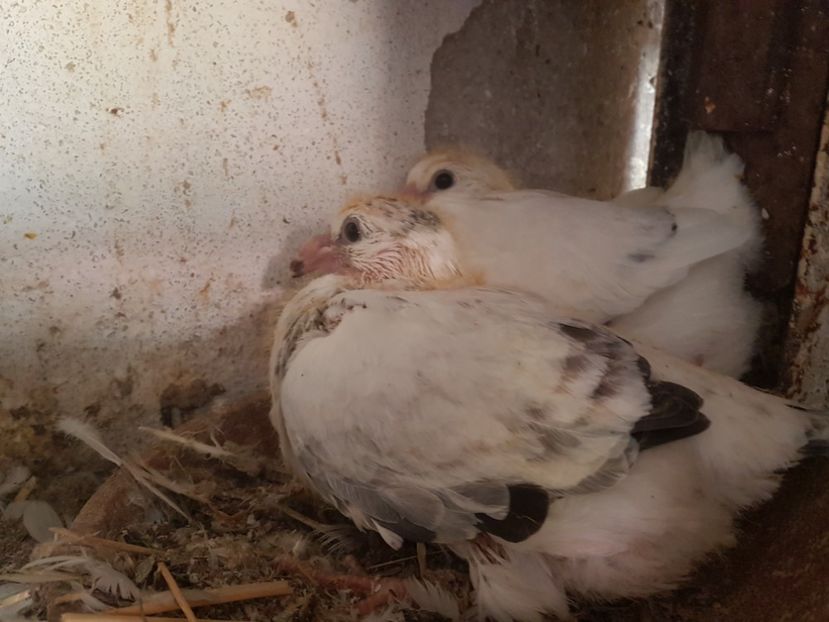  - 0 -Primii pui 3 aprilie 2019