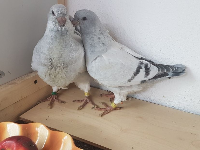  - 0 -Primii pui 3 aprilie 2019