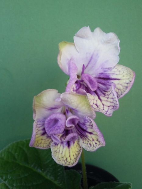  - Streptocarpusi 2019