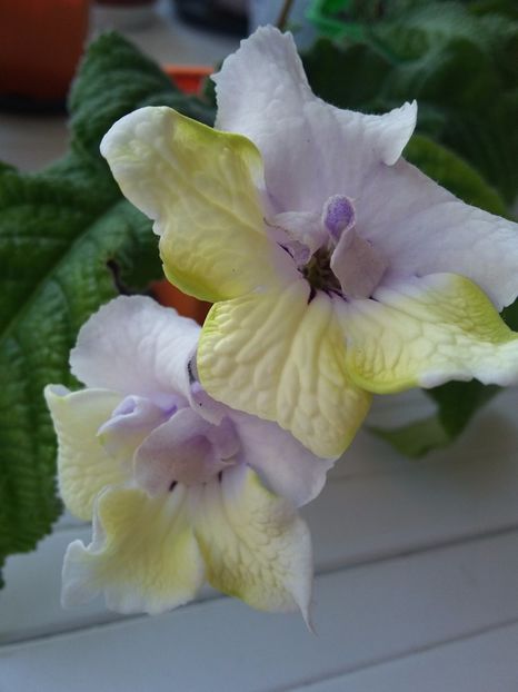  - Streptocarpusi 2019