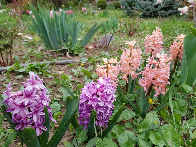 Splendid Cornelia si Apricot - 2020 Zambile