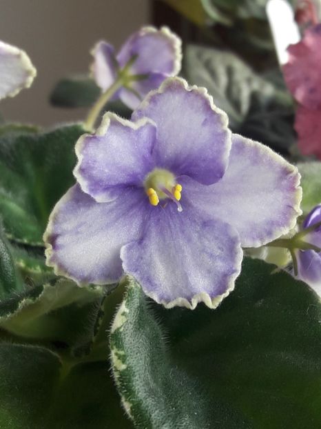  - A Violele de colectie