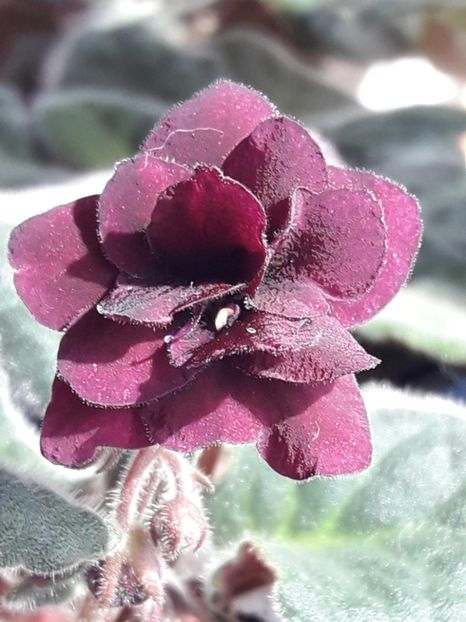  - A Violele de colectie