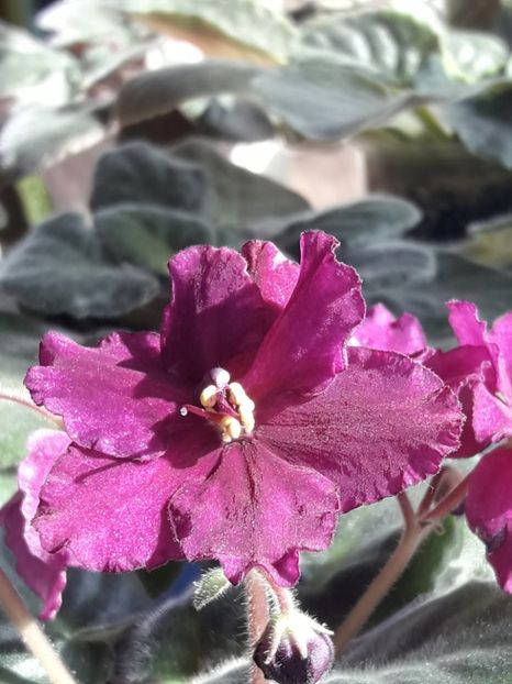  - A Violele de colectie