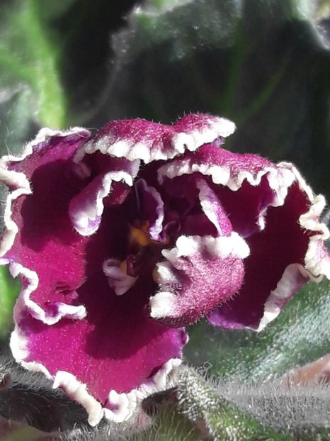  - A Violele de colectie