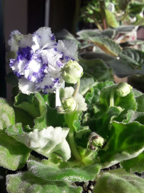  - A Violele de colectie