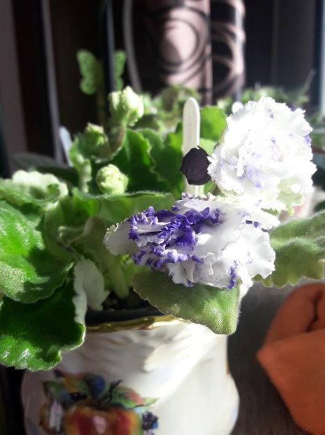  - A Violele de colectie