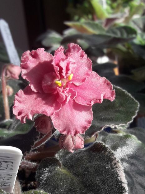  - A Violele de colectie