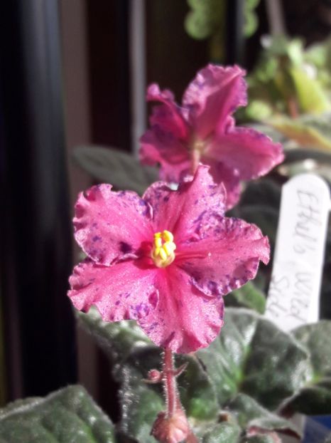  - A Violele de colectie