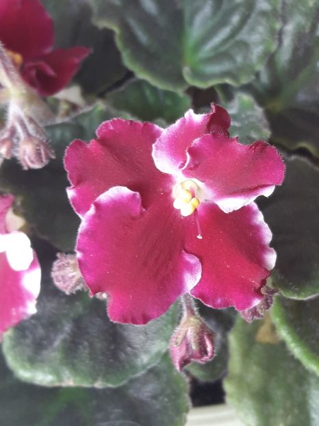  - A Violele de colectie