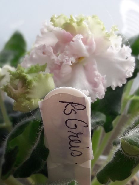  - A Violele de colectie