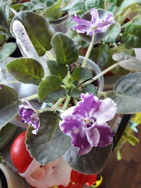  - A Violele de colectie