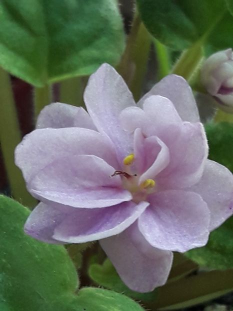  - A Violele de colectie