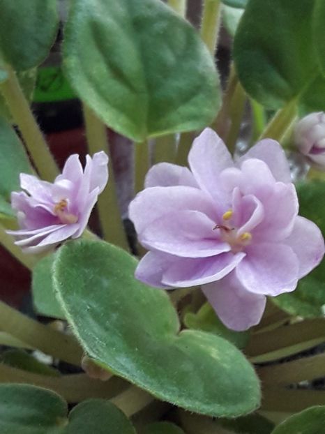  - A Violele de colectie