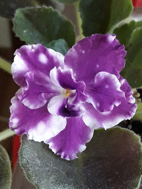  - A Violele de colectie