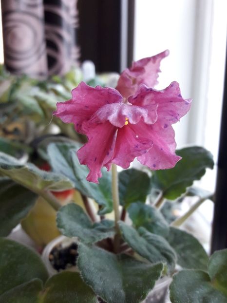  - A Violele de colectie