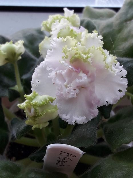  - A Violele de colectie