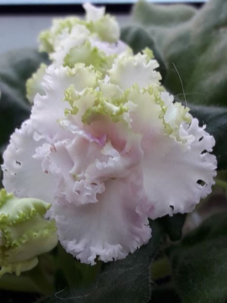  - A Violele de colectie