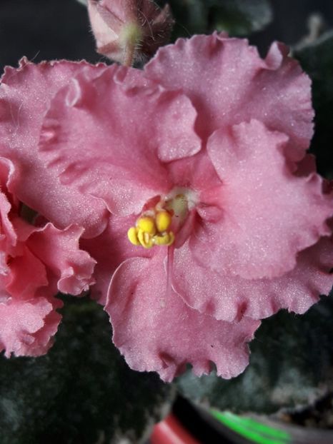  - A Violele de colectie