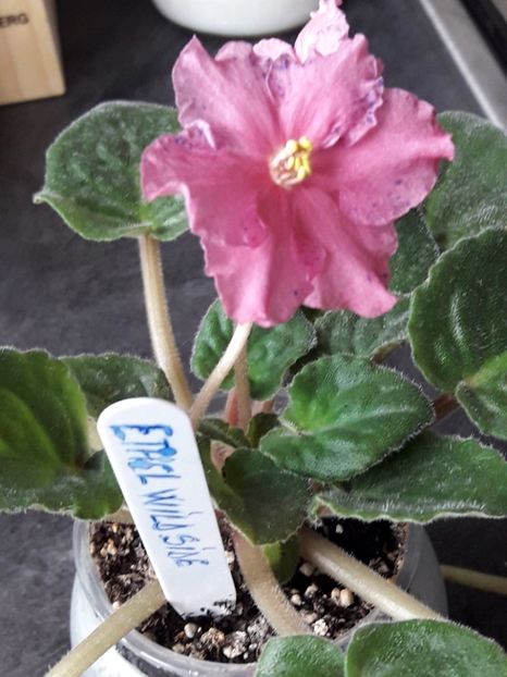  - A Violele de colectie